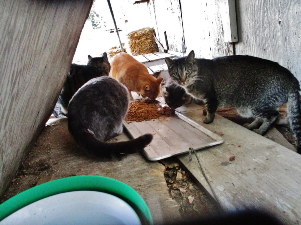 Cat Trap Depot – A donation-based humane cat trap rental program